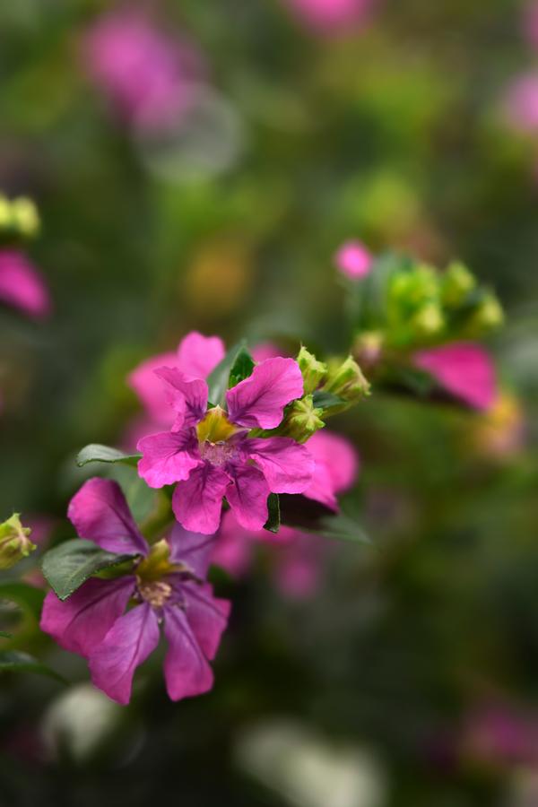 Cuphea hyssopifolia 'Floriglory Selena'