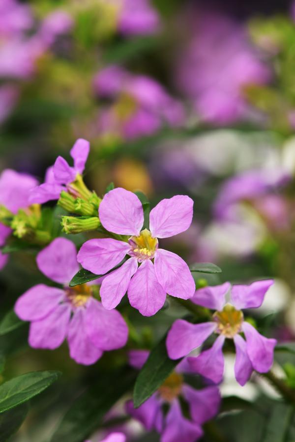 Cuphea hyssopifolia 'Floriglory Sofia'