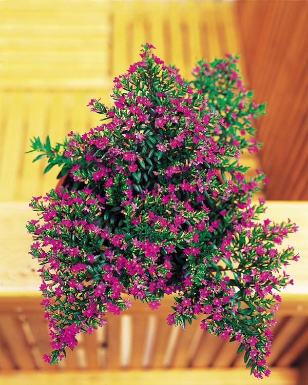 Cuphea hyssopifolia 'Purple'