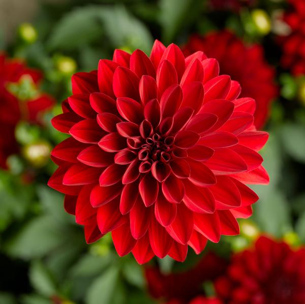 Dahlia hybrida 'Grandalia Dark Red'