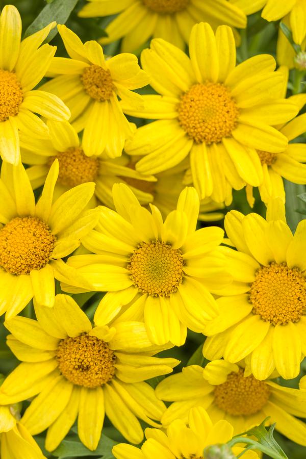 Argyranthemum frutescens 'Golden Butterfly'