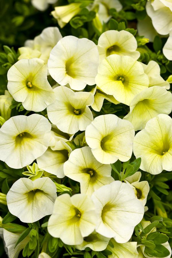 Calibrachoa hybrida 'Superbells Yellow Chiffon'