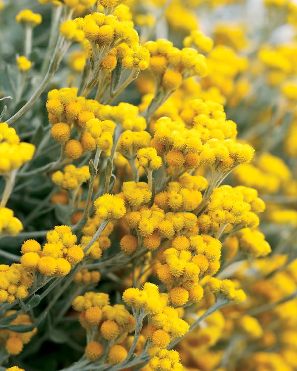 Chrysocephalum apiculatum 'Flambe Yellow'