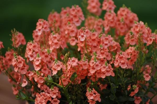 Diascia barberae 'Sundiascia Upright Peach'