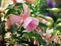 Fuchsia hybrid 'Standup Pink'
