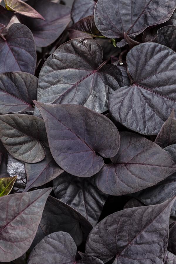 Ipomoea batatas 'Sweet Caroline Sweet Heart Jet Black'