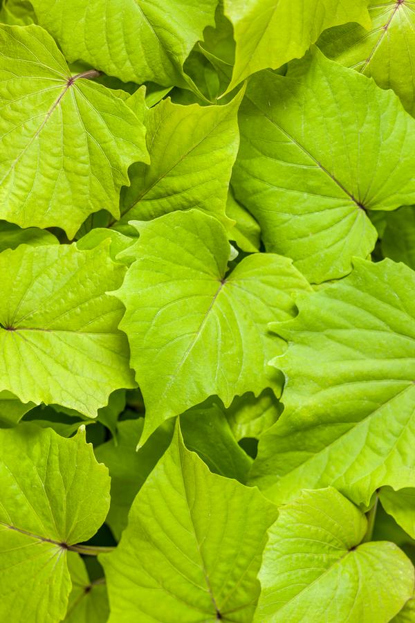 Ipomoea batatas 'Sweet Caroline Bewitched Green with Envy'