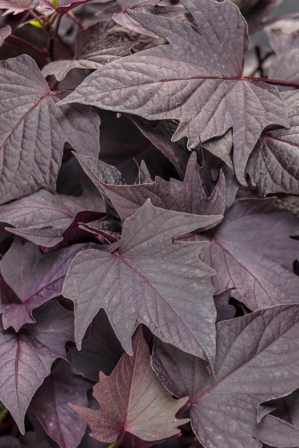 Ipomoea batatas 'Sweet Caroline Bewitched After Midnight'