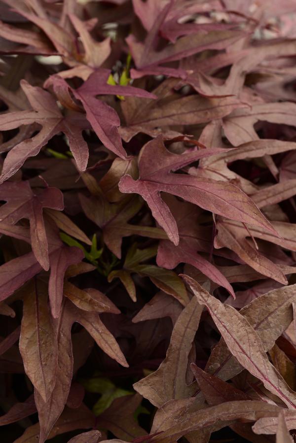 Ipomoea batatas 'Spotlight Red'