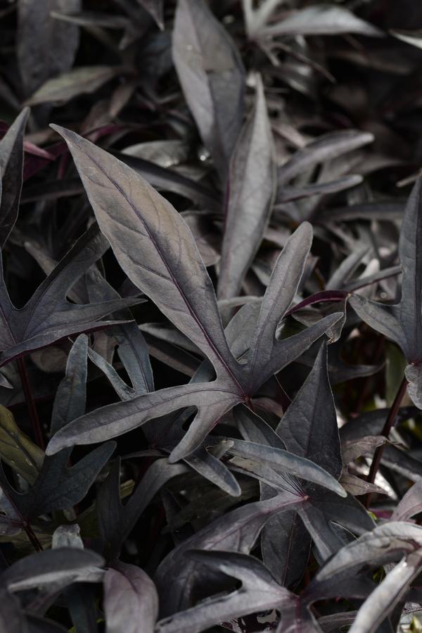 Ipomoea batatas 'Spotlight Black'