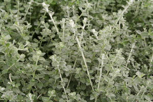 Helichrysum petiolare 'Minus'