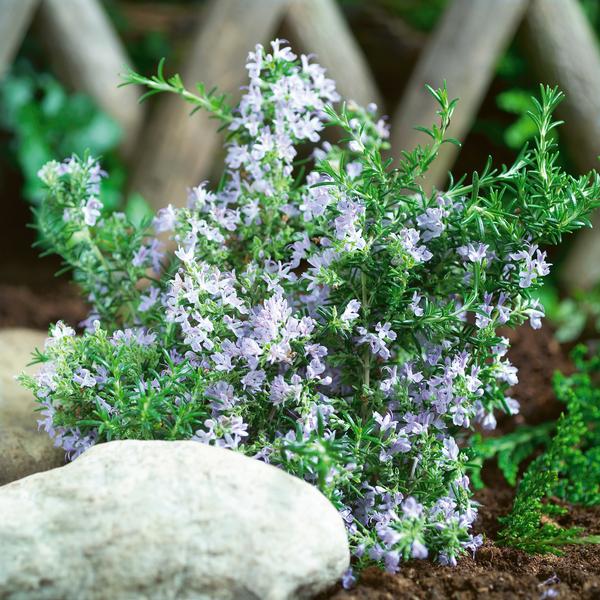 Herb rosmarinus officinalis 'Rosemary Tuscan Blue'