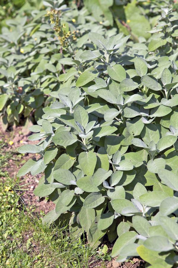 Herb salvia officinalis 'Salvia Berggarten Sage'