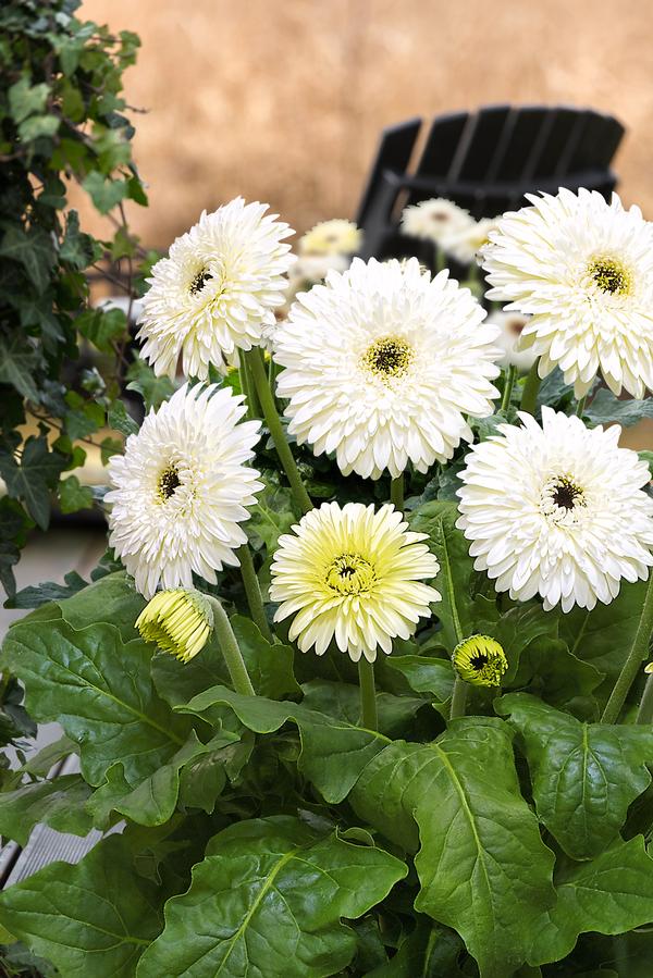 Gerbera jamesonii 'Patio Glacier'