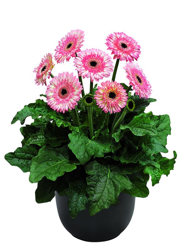 Gerbera jamesonii 'Patio Fundy'