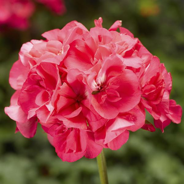 Geranium Zonal pelargonium zonale 'Americana Hot Pink'