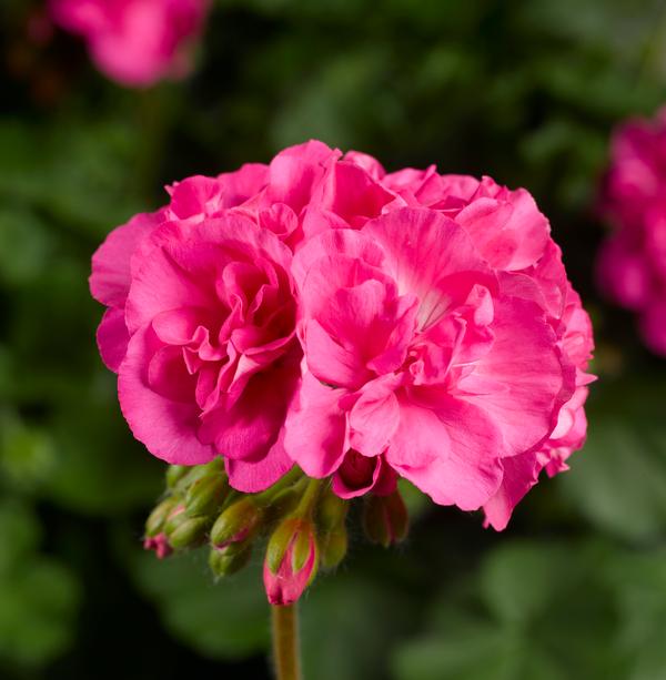 Geranium Interspecific pelargonium interspecific 'Calliope Large Pink'