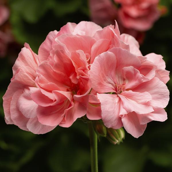 Geranium Interspecific pelargonium interspecific 'Calliope Large Salmon'