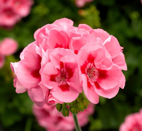 Geranium Interspecific pelargonium interspecific 'Calliope Medium Pink Flame'