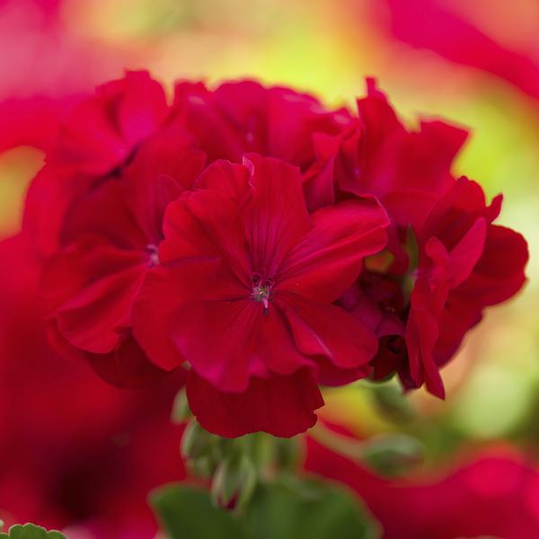 Geranium Interspecific pelargonium interspecific 'Calliope Medium Red'