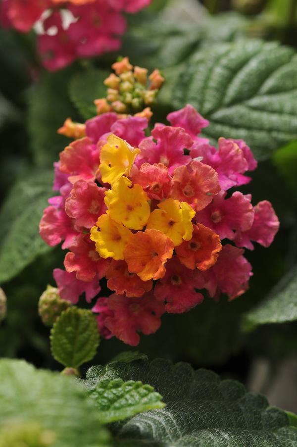 Lantana camara 'Little Lucky Hot Pink'