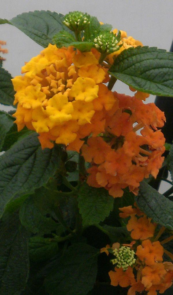 Lantana camara 'Little Lucky Orange'