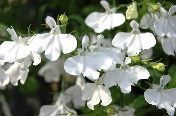 Lobelia erinus 'Suntory Trailing White'