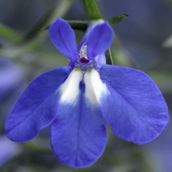 Lobelia erinus 'Techno Heat Upright Blue'