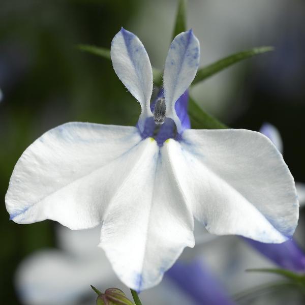 Lobelia erinus 'Techno Heat Upright Delft Blue'