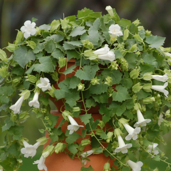 Lophospermum hybrida 'Lofos Compact White'