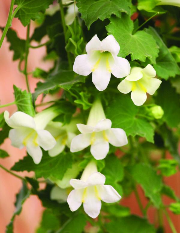 Lophospermum hybrida 'Lofos White'