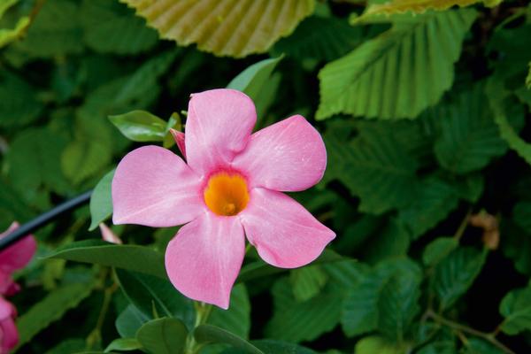 Mandevilla sanderi