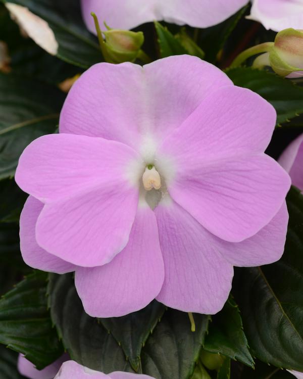 New Guinea impatiens hawkerii 'Color Power Orchid'