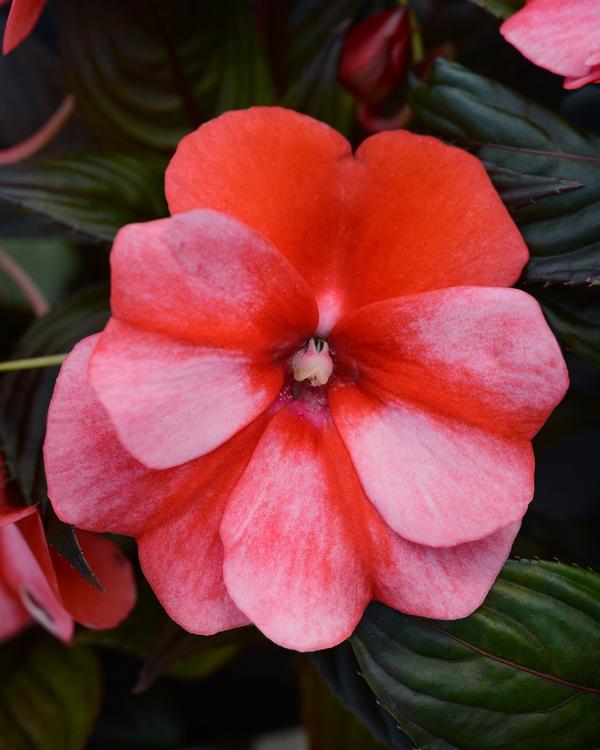New Guinea impatiens hawkerii 'Color Power Red Flame'