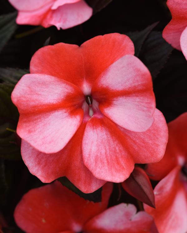 New Guinea impatiens hawkerii 'Color Power White Red Flame'