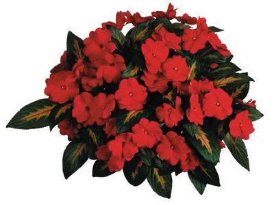 New Guinea impatiens hawkerii 'Painted Paradise Red'
