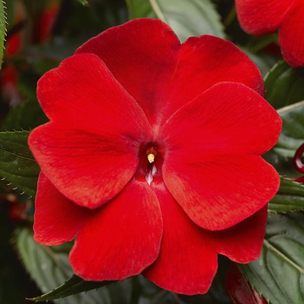 New Guinea impatiens hawkerii 'Super Sonic Deep Scarlet'