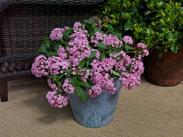 Pentas lanceolata 'Falling Star Pink Bicolor'