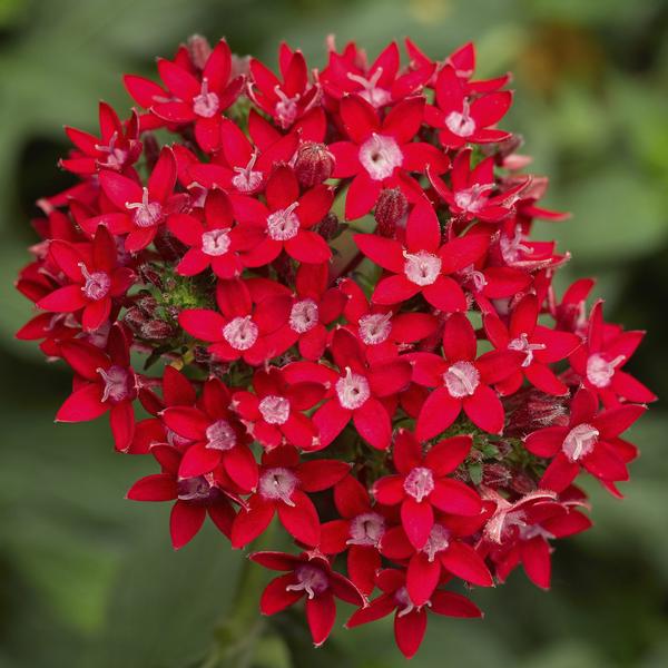 Pentas lanceolata 'Falling Star Red'