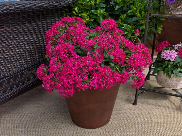 Pentas lanceolata 'Falling Star Rose'