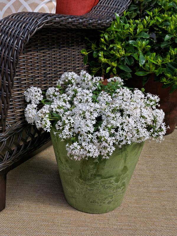 Pentas lanceolata 'Falling White'