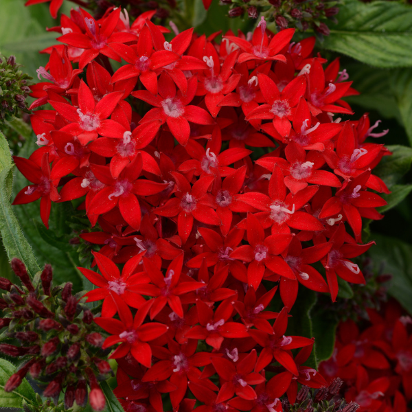 Pentas lanceolata 'Lucky Star Dark Red'