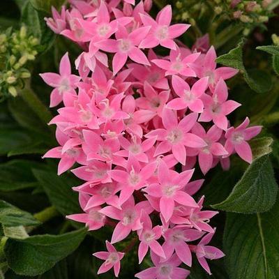 Pentas lanceolata 'Lucky Star Pink'