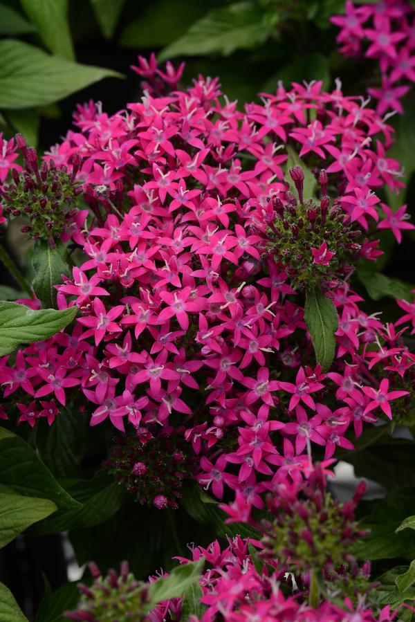 Pentas lanceolata 'Lucky Star Violet'