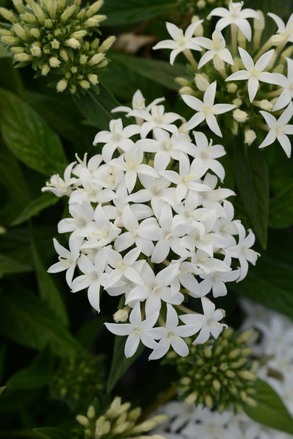 Pentas lanceolata 'Lucky Star White'