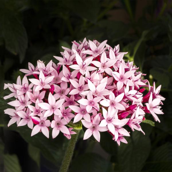 Pentas lanceolata 'Starcluster Appleblossom'