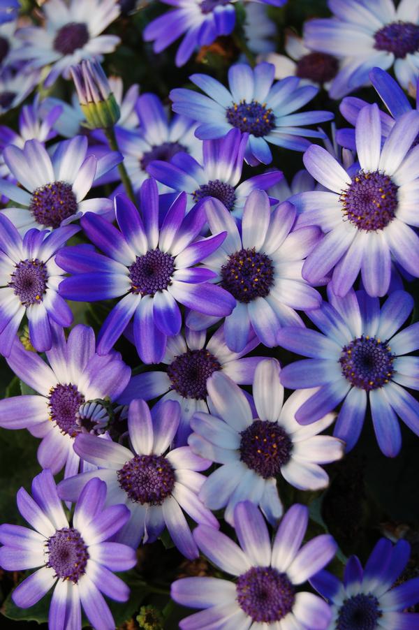Pericallis hybrida