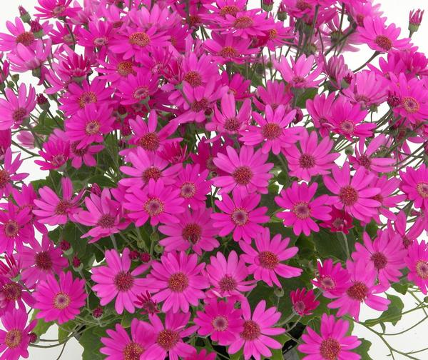 Pericallis hybrida 'Senetti Baby Magenta'