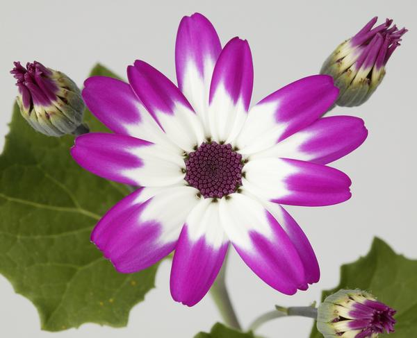 Pericallis hybrida 'Senetti Baby Magenta Bicolor'