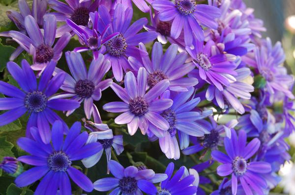 Pericallis hybrida 'Senetti Baby True Blue'